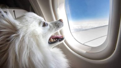 BARK Air: World's first doggy jet service offers fur-st class luxury; check one-way ticket cost and details