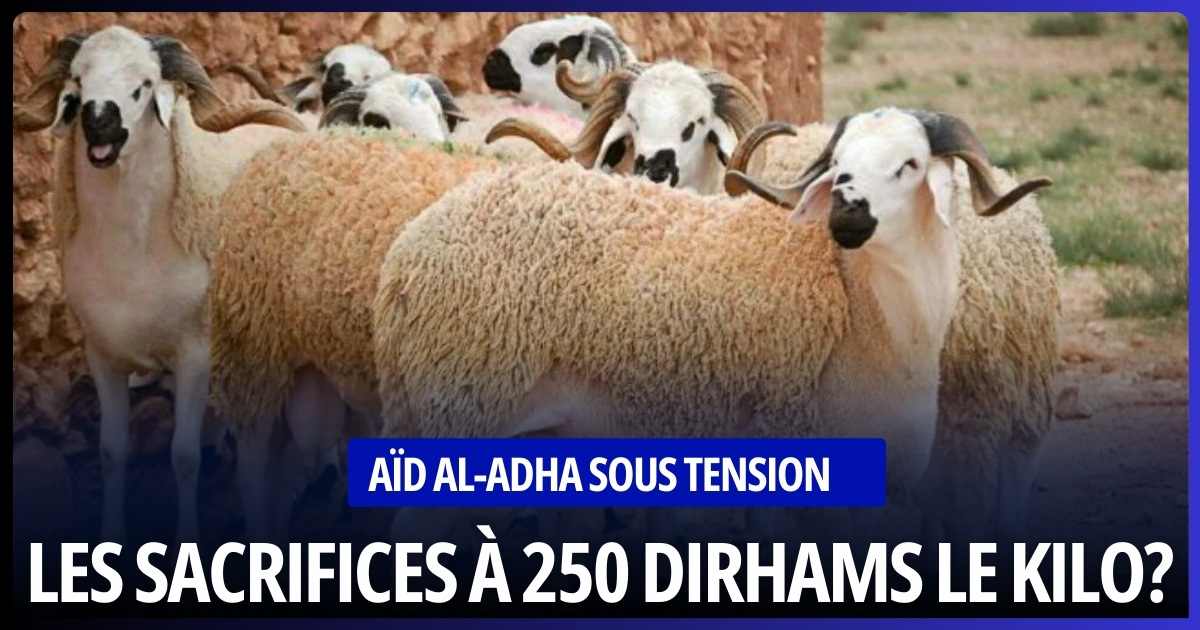Eid al-Adha: Prices of Sacrifices Could Reach 250 Dirhams per Kilogram