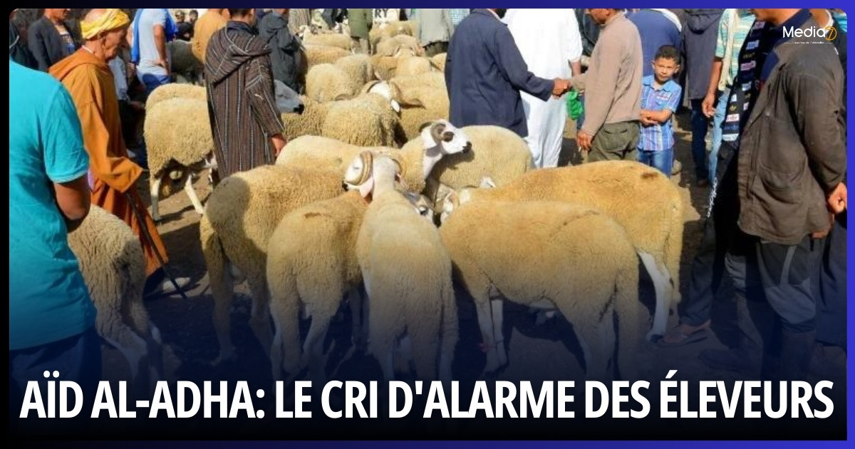 Eid al-Adha in Morocco: The Cry of Alarm from Cattle Breeders