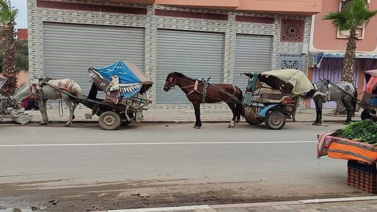 Inezgane in turmoil: Donkey carts, traditional symbols or modern obstacles?
