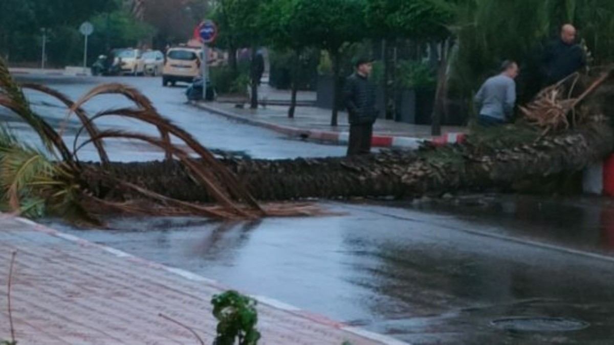 Weather alert in Marrakech: A giant palm tree collapses in the heart of the city!
