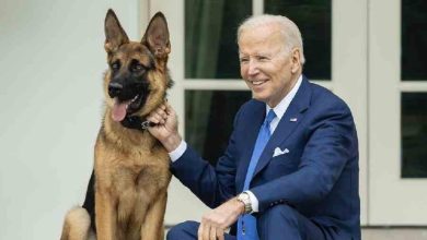 Is Commander next? Kristi Noem suggests Biden’s troubled dog should be killed just like 'Cricket'