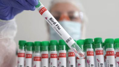 US govt relaxes regulations for labs handling bird flu samples to ease virus response