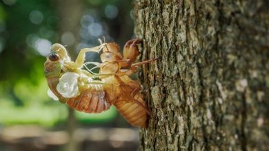 Cicada season in Illinois: How long do they live? Are they harmful? All you need to know