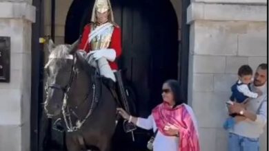 UK's King's Guard horse bites tourist after she touches it for photo | Watch