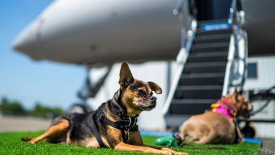 Doggie champagne, barkaccinos, soothing music: How ‘paw-some’ US airline Bark Air is pampering your pets