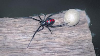 US experts issue frightening warning as world's deadliest spiders set to return: Know symptoms & prevention