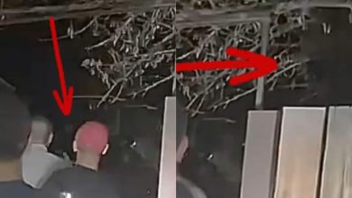 ‘This is NOT fake': Las Vegas alien sighting video exposing at least 2 ‘beings’ deciphered by crime scene analyst