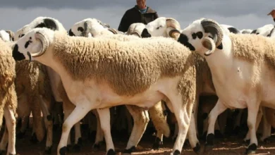 Météo Maroc aid al adha