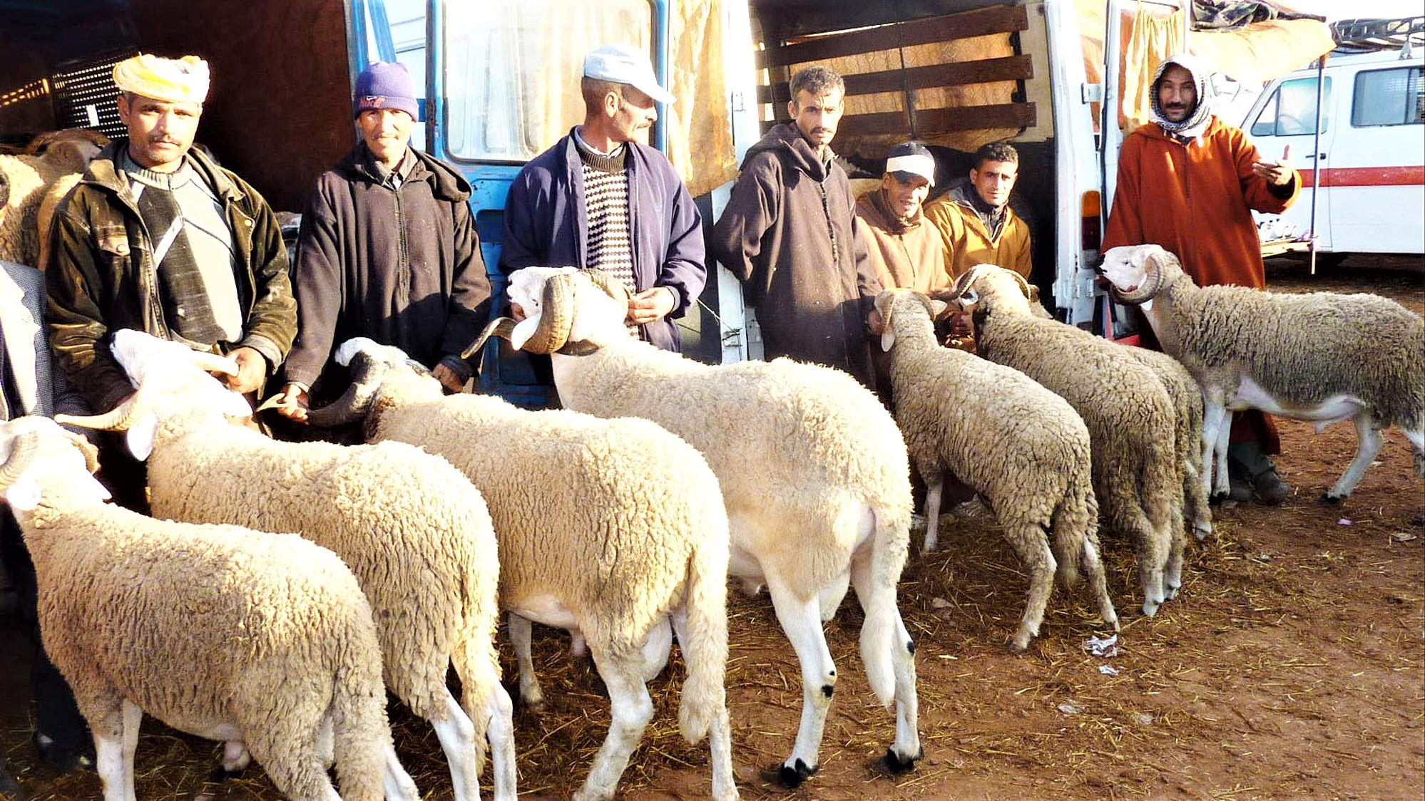 Eid al-Adha in Morocco: Breeders Speak Out on Sheep Prices