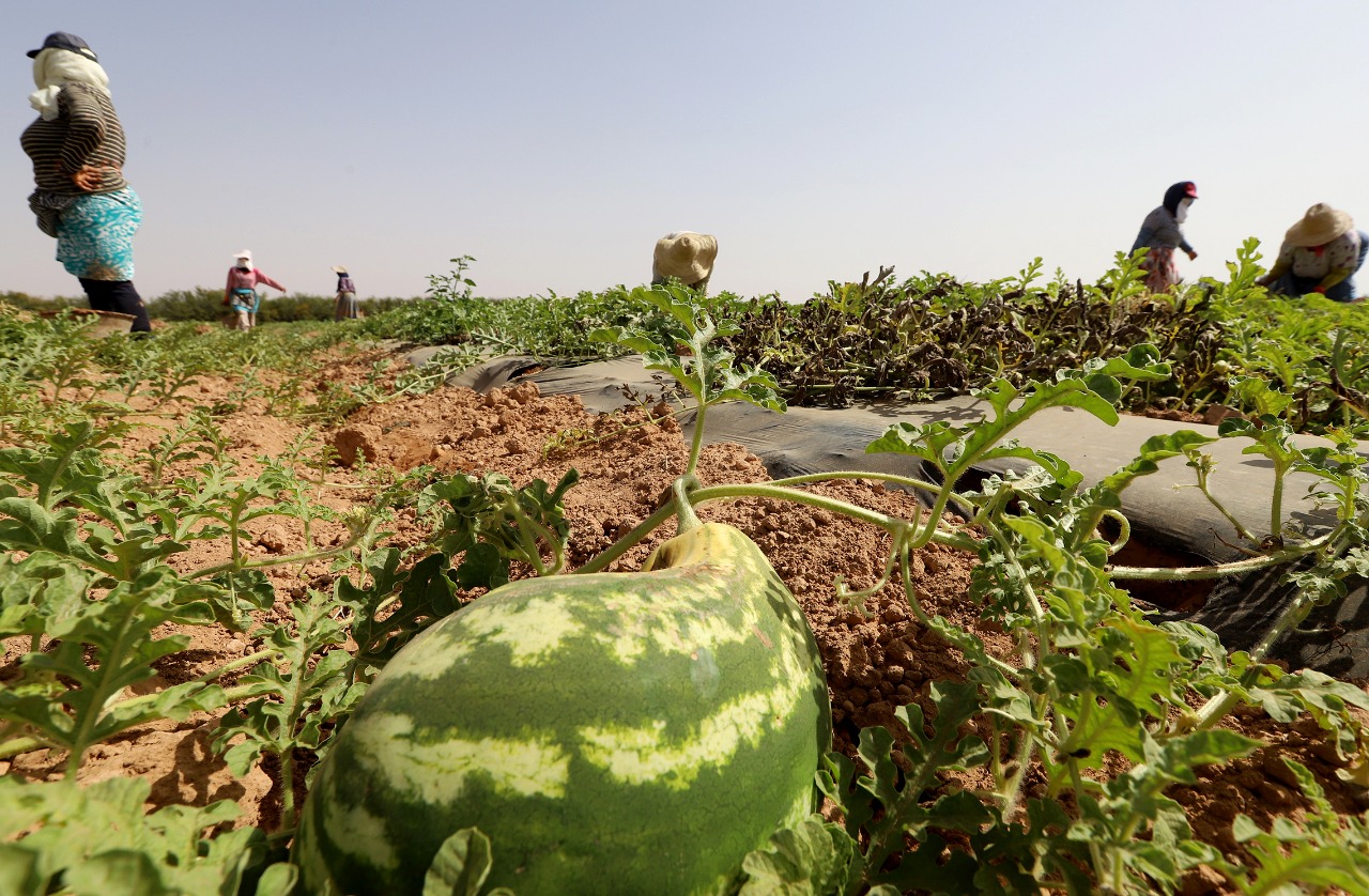 Mysterious Virus Ravages Watermelon Crops