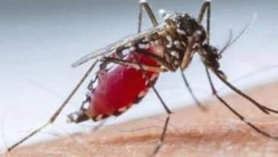 Cases of dengue, mosquito-borne diseases rising in Europe, EU health agency warns