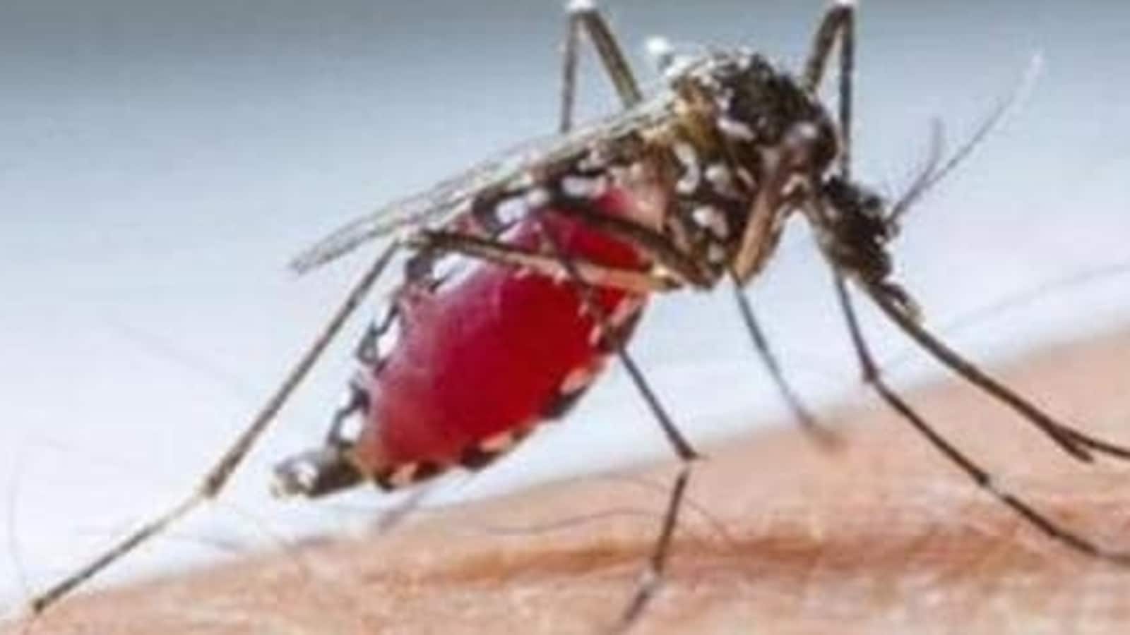 Cases of dengue, mosquito-borne diseases rising in Europe, EU health agency warns