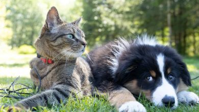 Bird flu spreads to cats and dogs as infections jump to mammals in 31 states: Here’s what to know