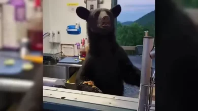 Shocking moment black bear comes face-to-face with employee at Tennessee park. Watch