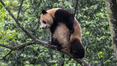 China gifts US two giant pandas in a show of ‘friendship’, Yun Chuan and Xin Bao to be placed in San Diego Zoo