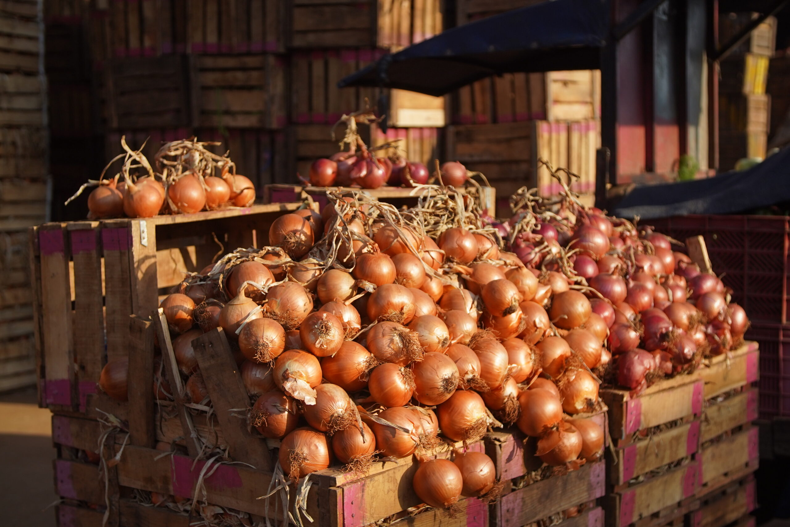 Eid al-Adha under high tension: onion prices soar throughout Morocco - Media7