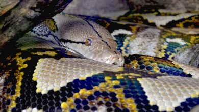 Woman eaten by 30-foot python, husband finds her legs sticking out of snake’s mouth