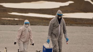 Germany reports rare outbreak of H7N5 bird flu near Dutch border