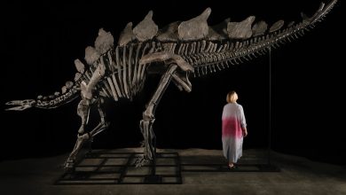 Billionaire shatters auction records by paying $45 million for dinosaur skeleton
