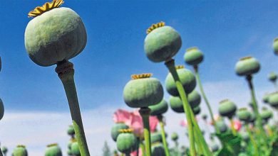 Afghanistan has massive opium stockpiles despite Taliban ban: UN report
