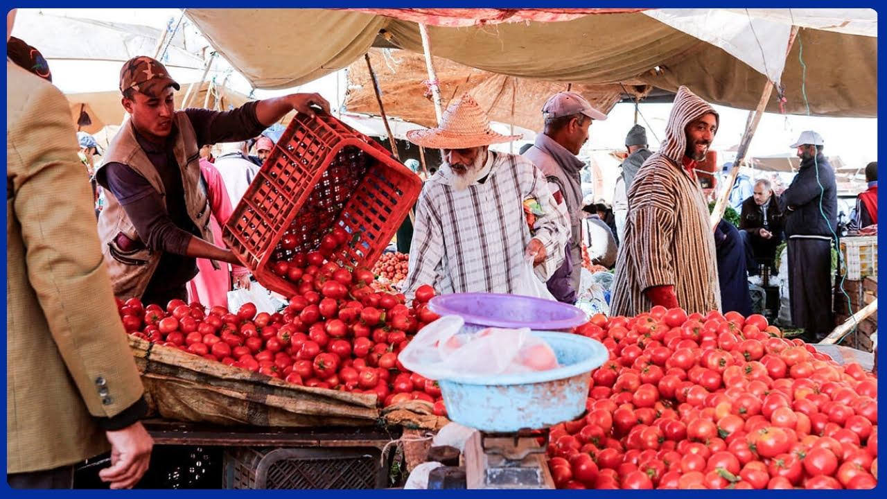 Tomato Prices Fall in Morocco