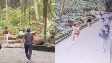 Horror at Bali’s Monkey Forest: Viral video shows tourists fleeing as massive tree falls, killing 2