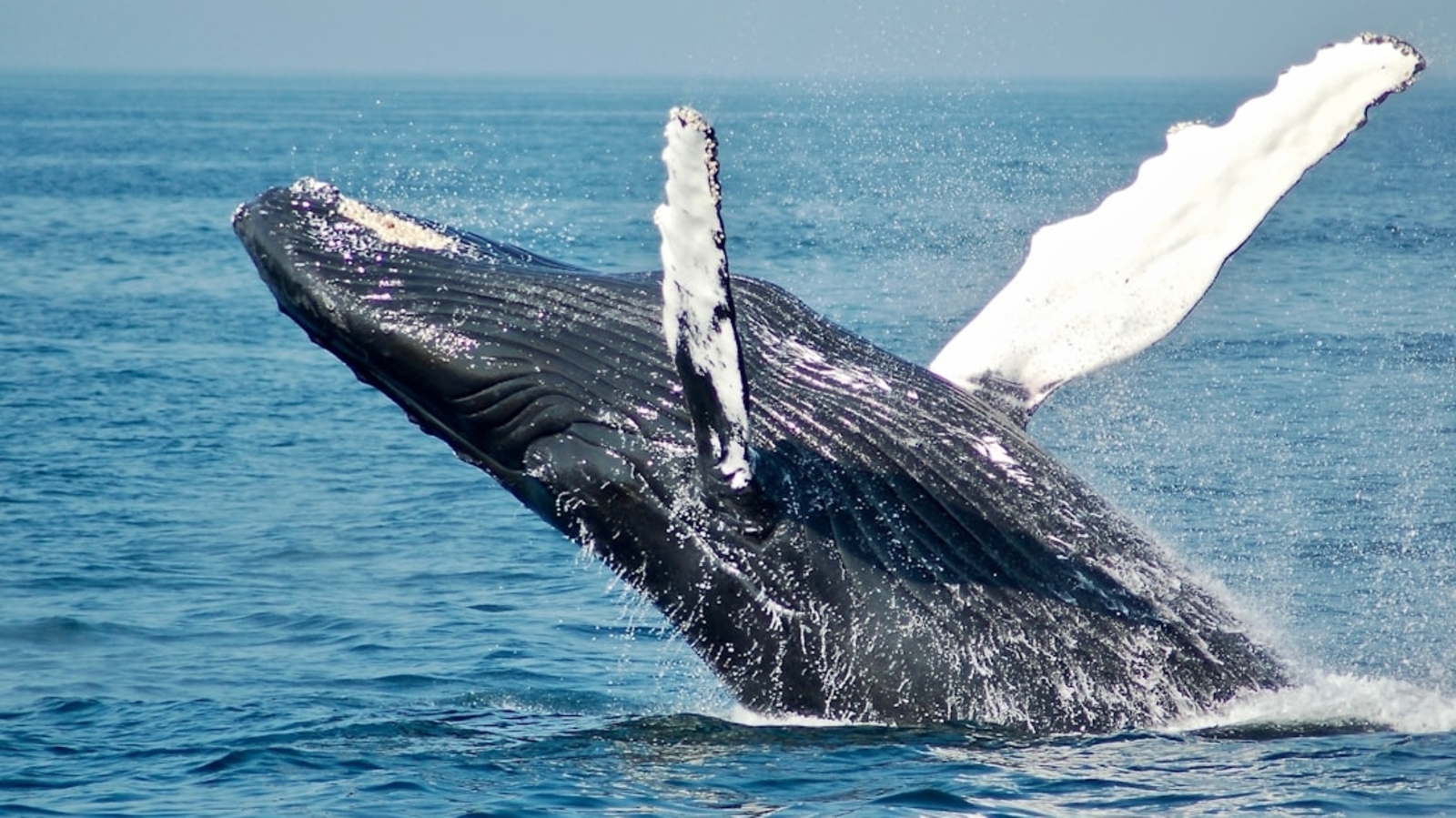 Limo-sized dead grey whale washes ashore in Huntington Beach, cause of death a mystery 1 Limo-sized dead grey whale washes ashore in Huntington Beach, cause of death a mystery
