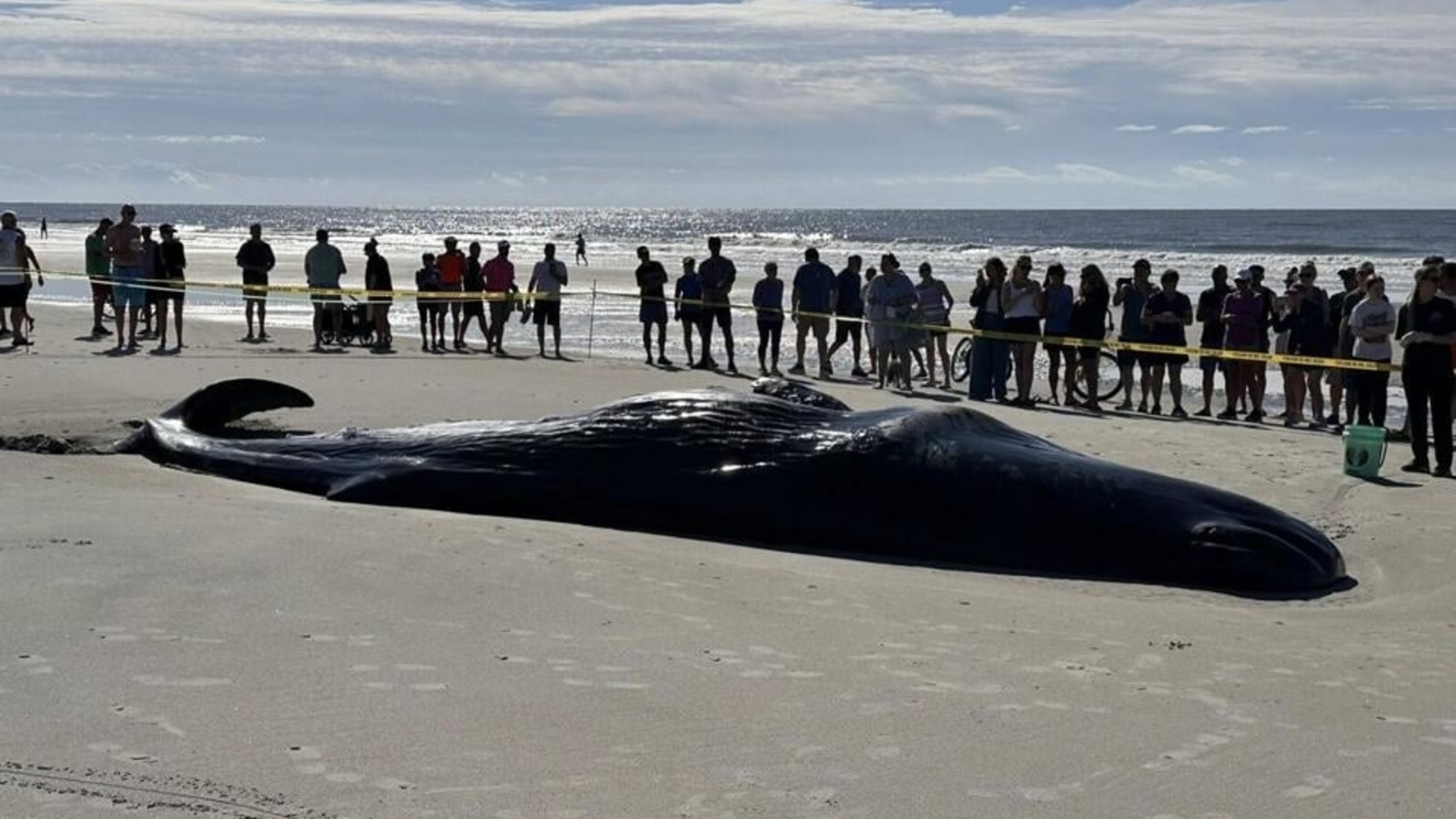 Why experts chose to euthanize the beached whale on Hilton Head Island