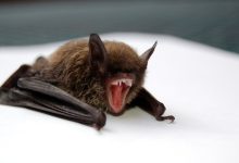 Scientists discover new ‘brain-inflaming’ bat viruses in China, raise ‘urgent concerns'