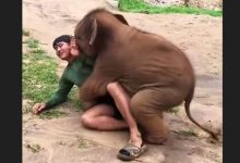 Baby elephant joyfully ‘wrestles’ with caretaker in viral video, internet melts at heartwarming bond