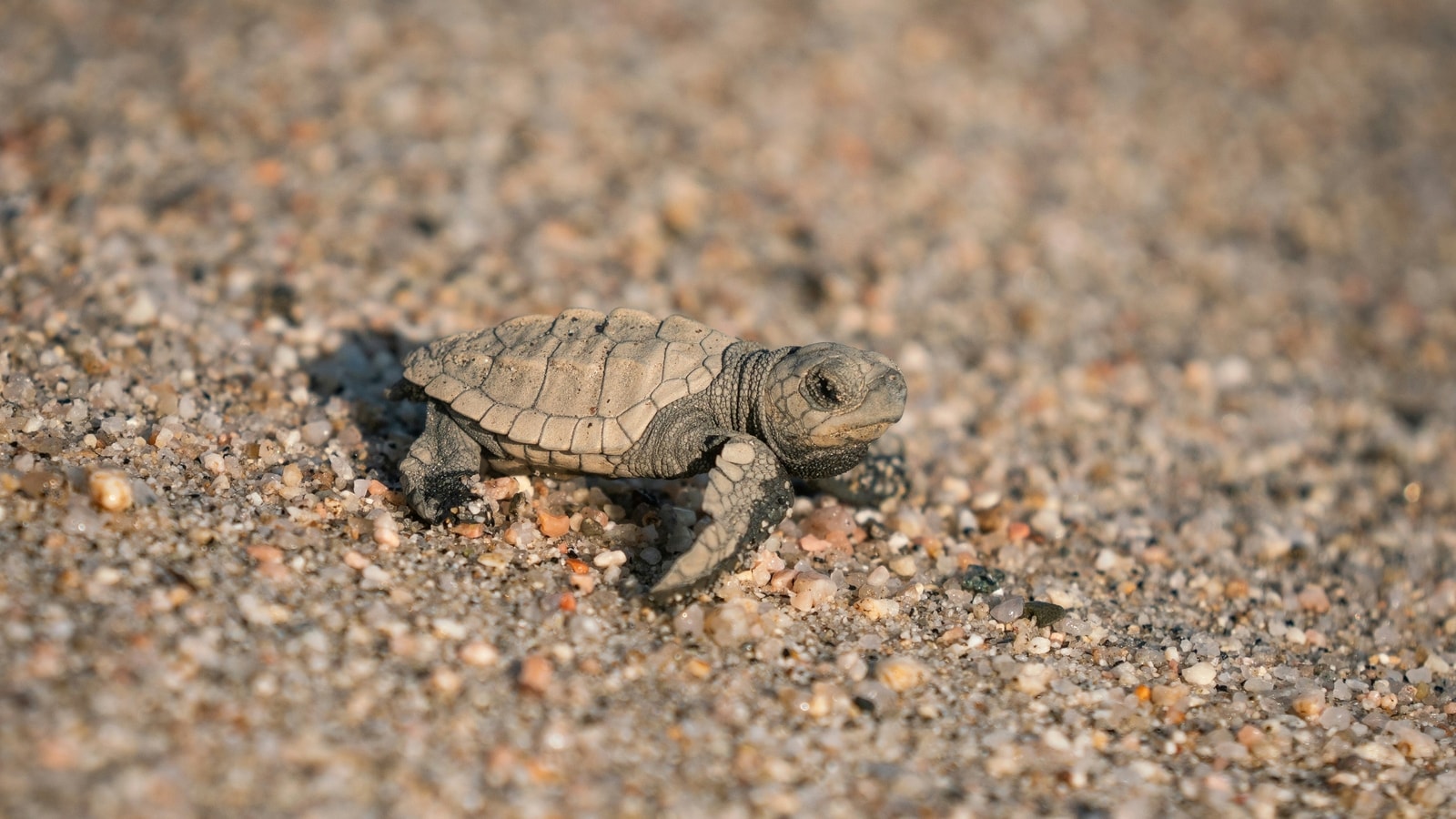 Heartbreaking loss: Unleashed dog massacres 23 sea turtles hours after hatching in Florida