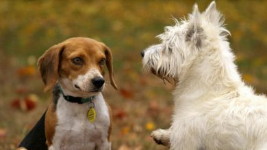 FDA alert: Viva Raw recalls dog and cat food over salmonella, listeria risk