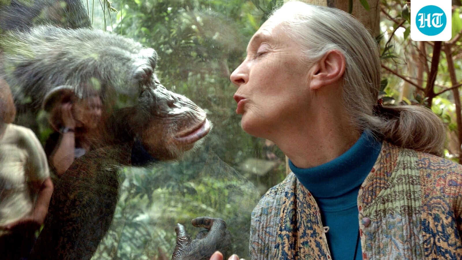 When Jane Goodall said Trump is like an ‘aggressive Chimp’: ‘More like a swaggering chimpanzee’