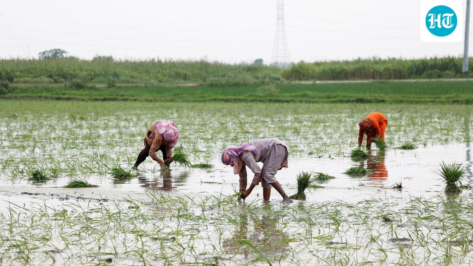 Pakistan battles another water catastrophe with solar-powered farming